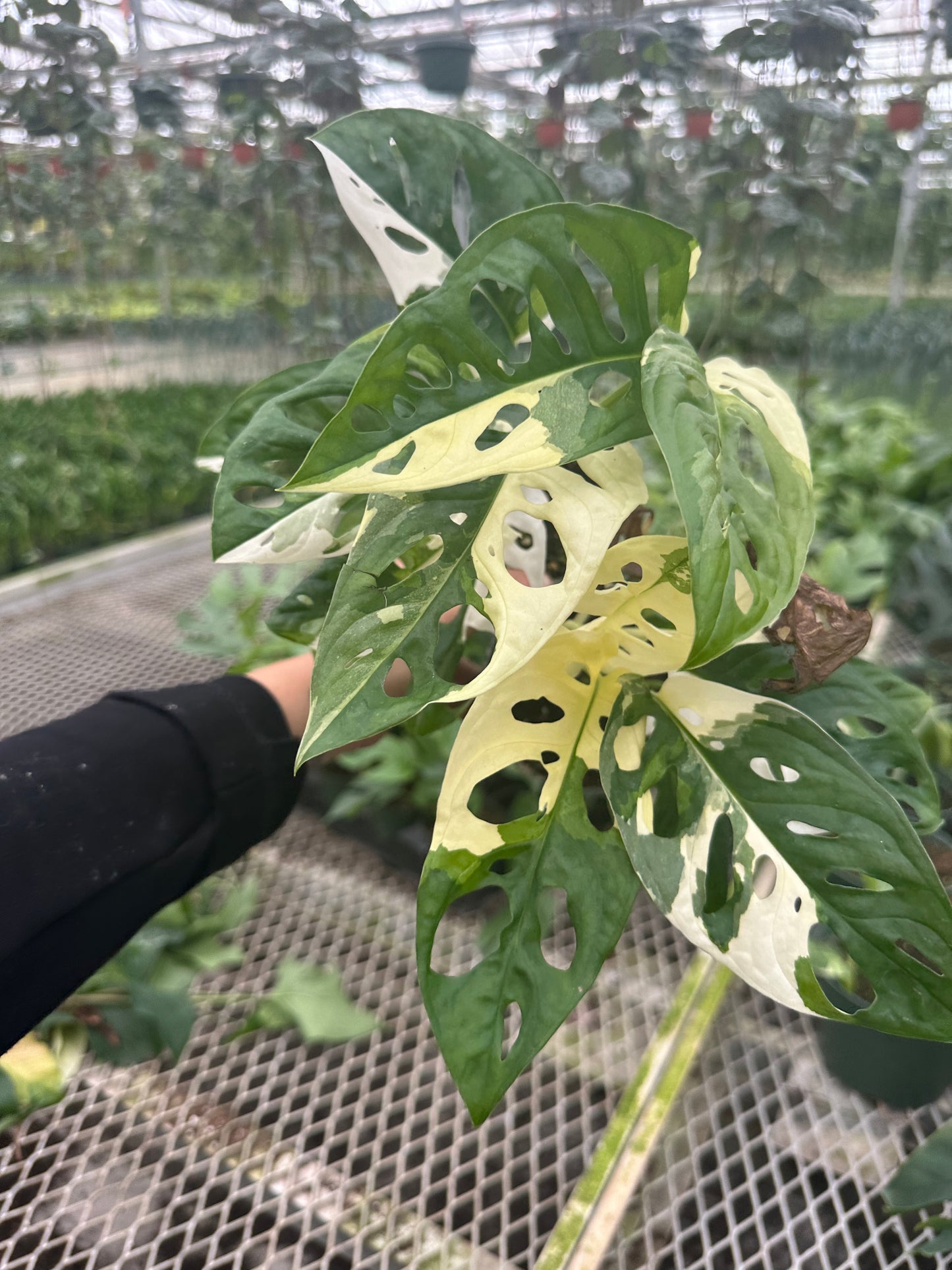 4” Adonsonaii Variegated, Swiss cheese