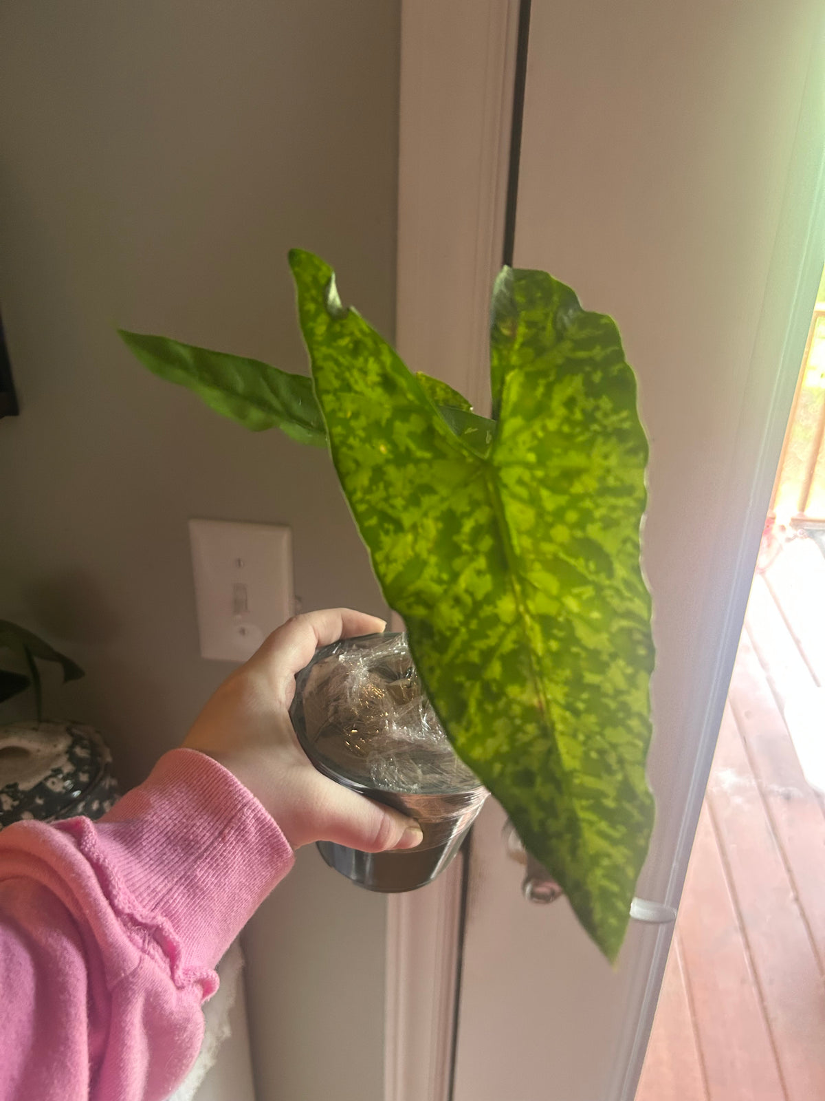 Alocasia Shattered Glass 4"