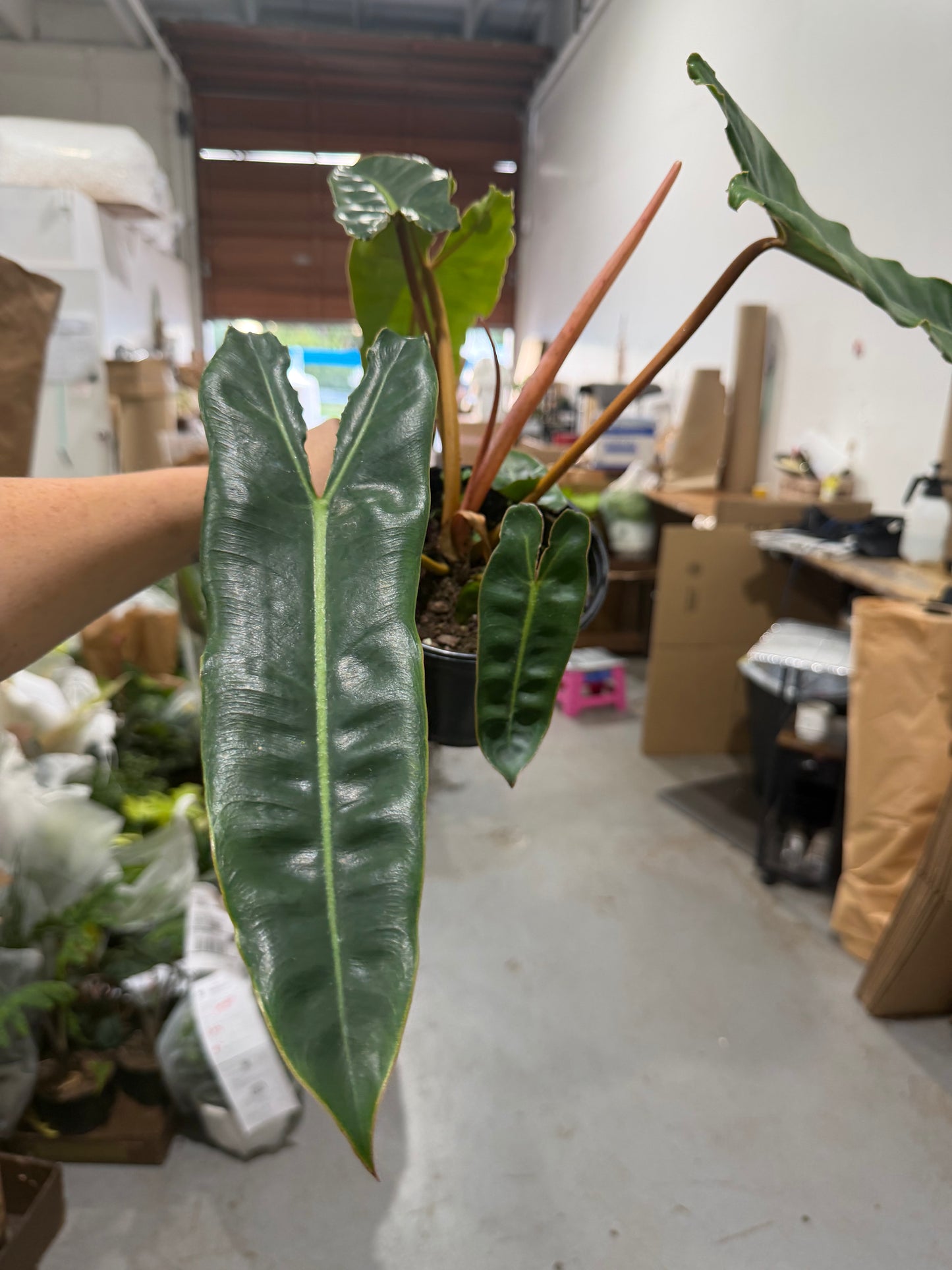 Philodendron Billie 6”