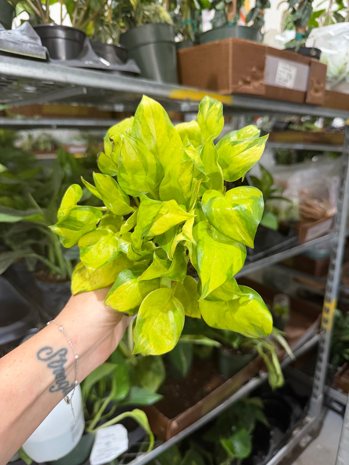 Epipremnum Neon NJoy 6”