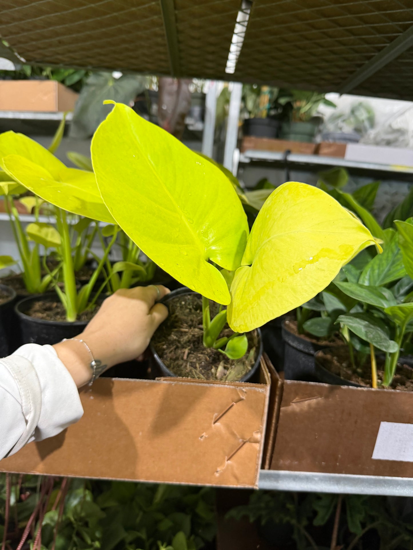 Monstera Lemon Lime 6”