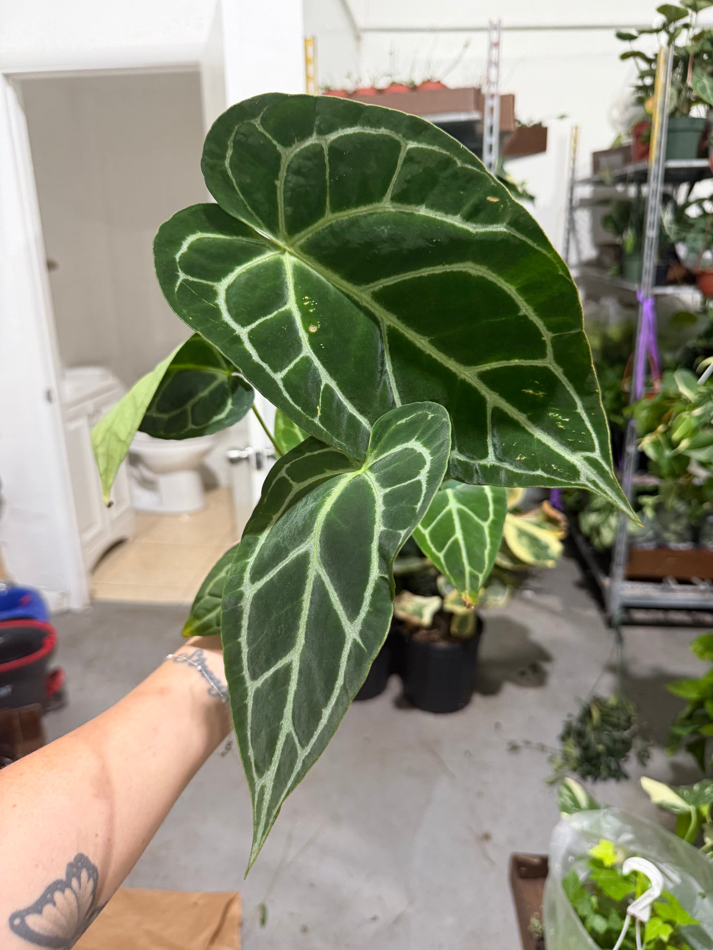 Anthurium Crystallinum 4”