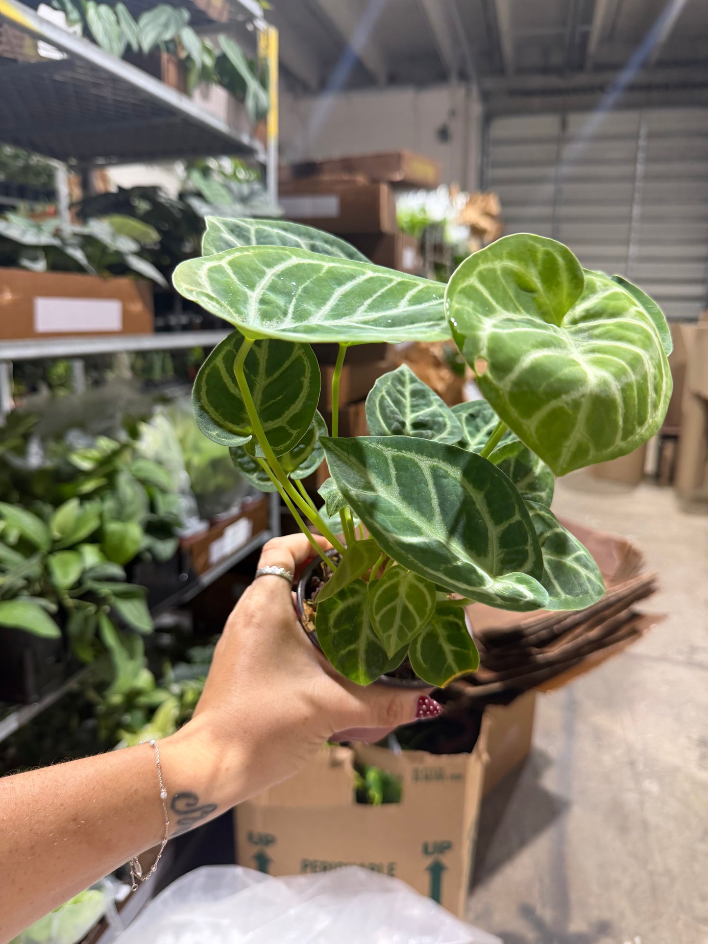 Anthurium Sliver Blush 4”