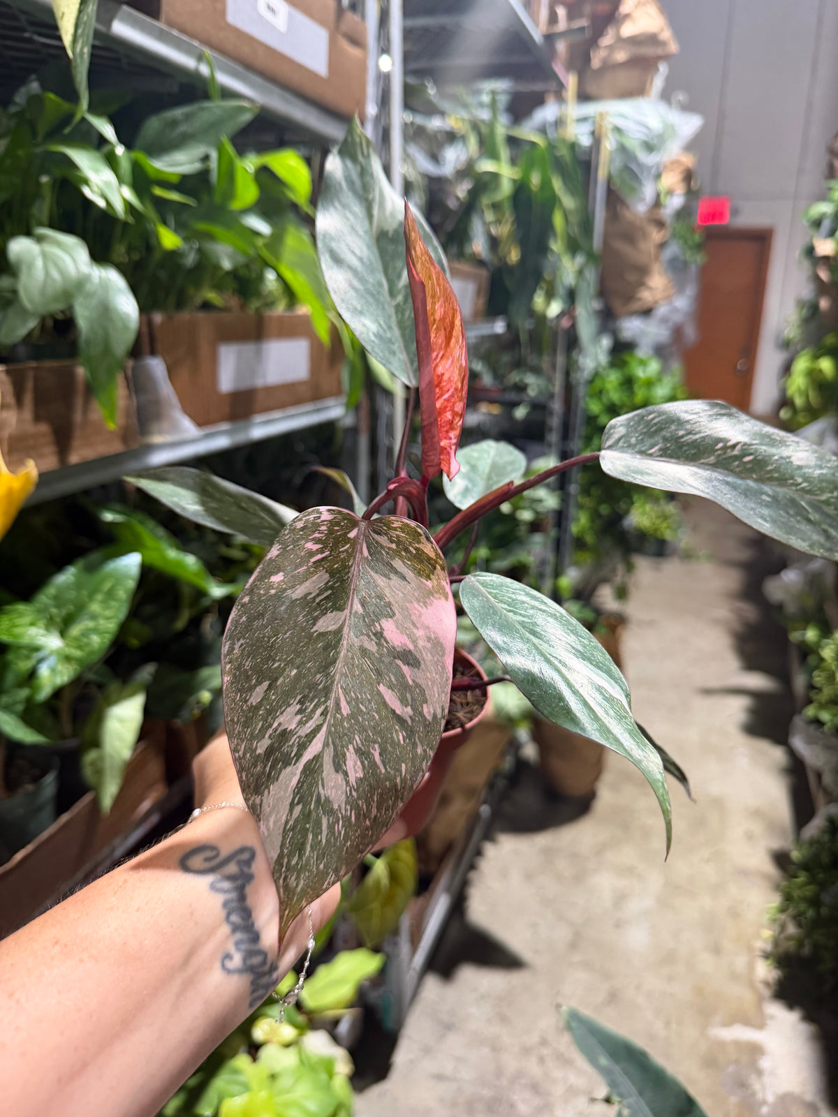 Philodendron Pink Naomi 4”
