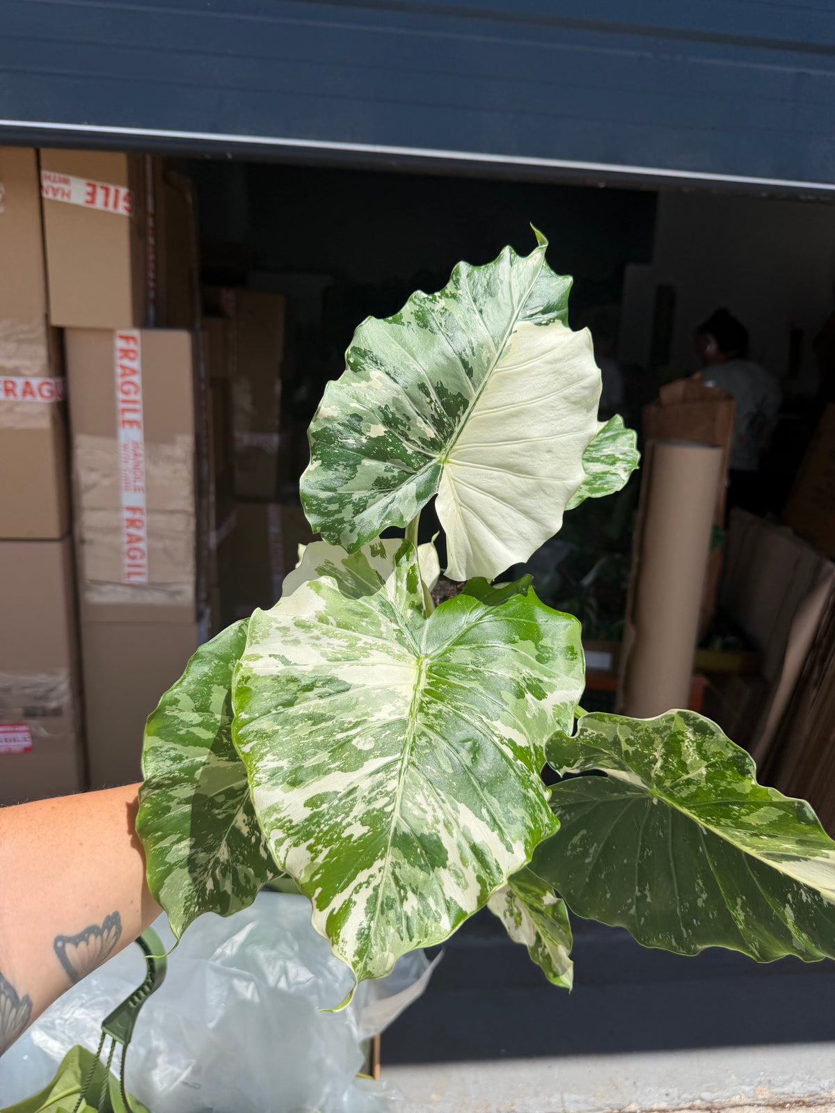 Alocasia Gagaena Albo 6”