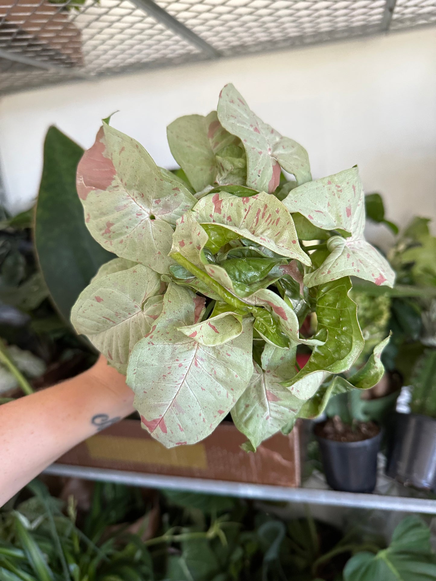 4” confetti Syngonium, one of our fan favorites