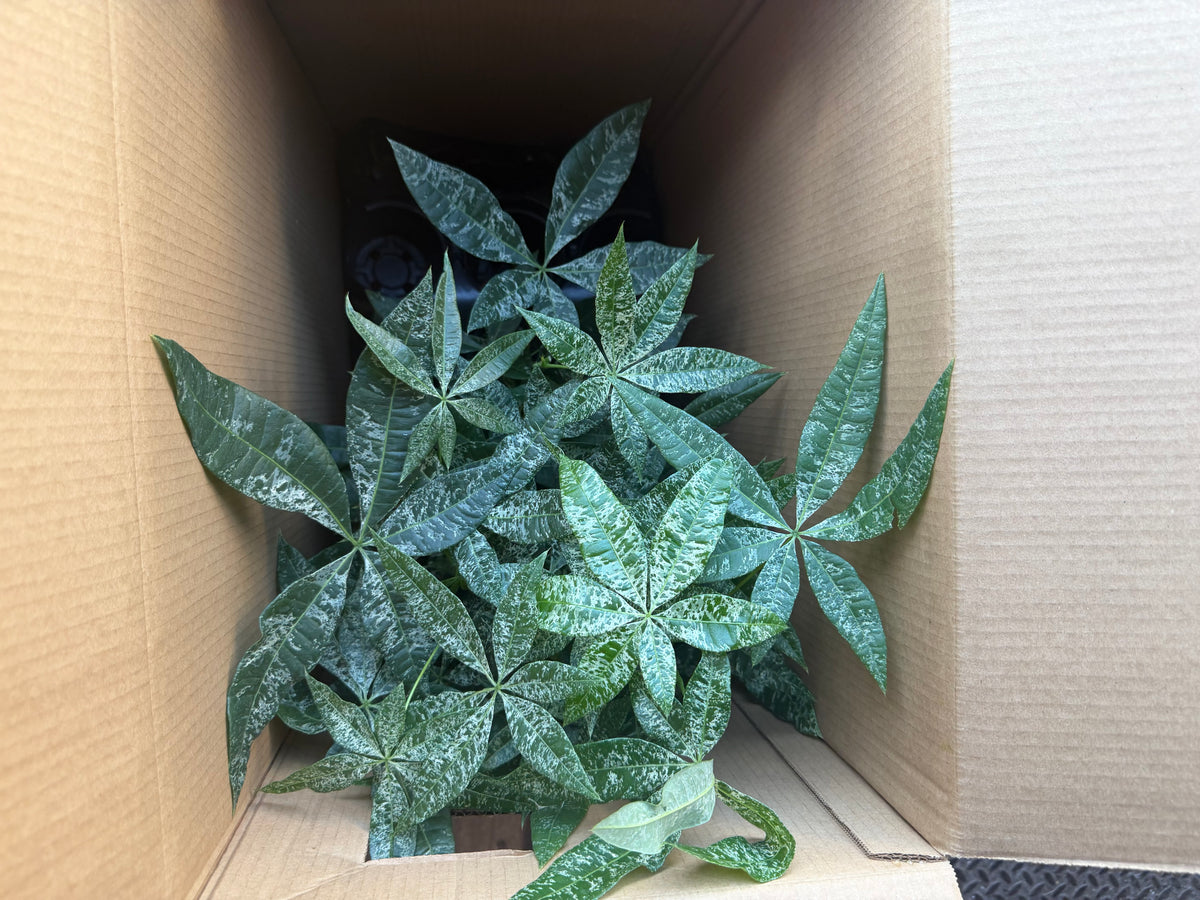 Variegated Money Tree 4”
