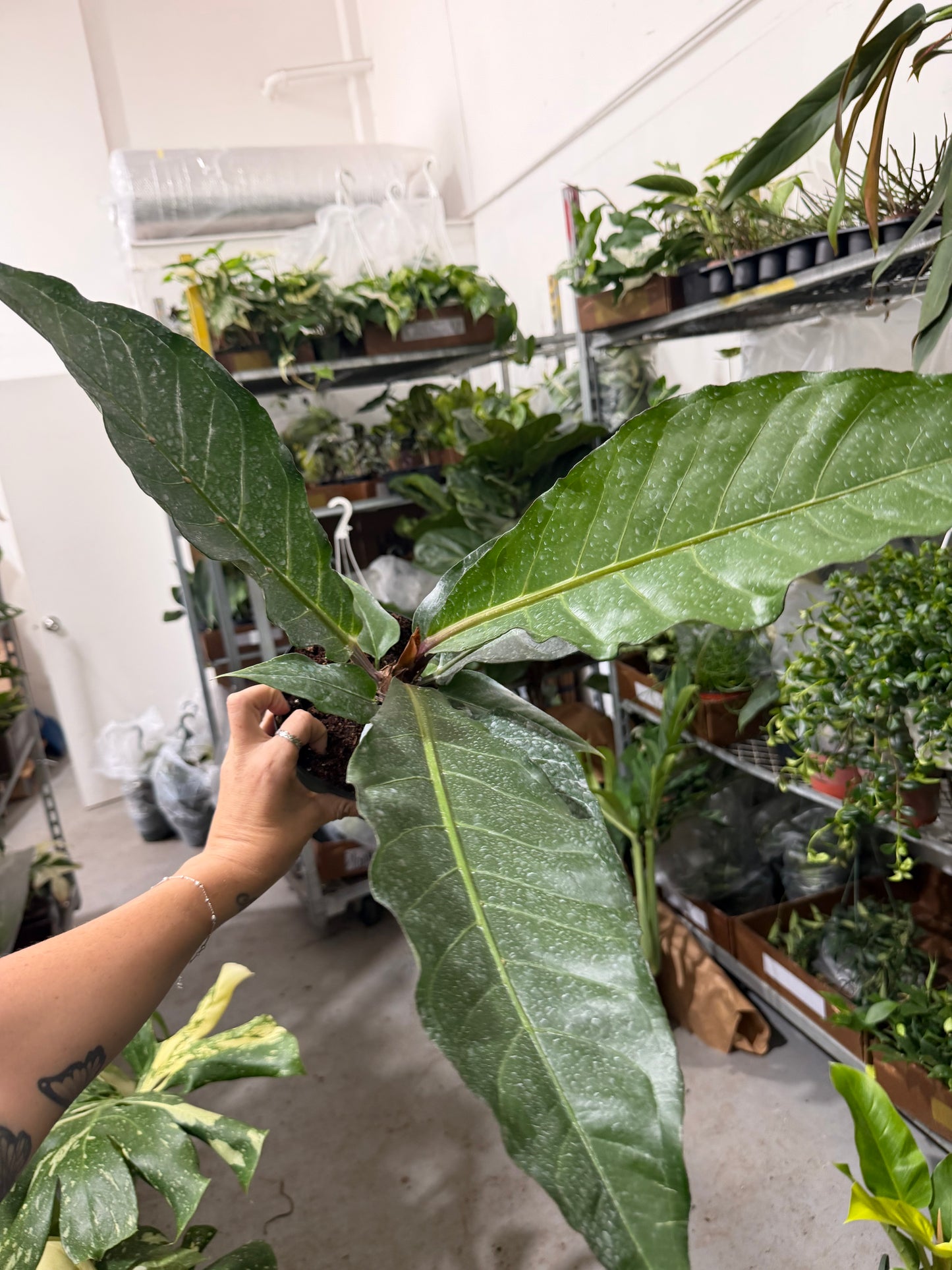 Anthurium Hookeri 6”