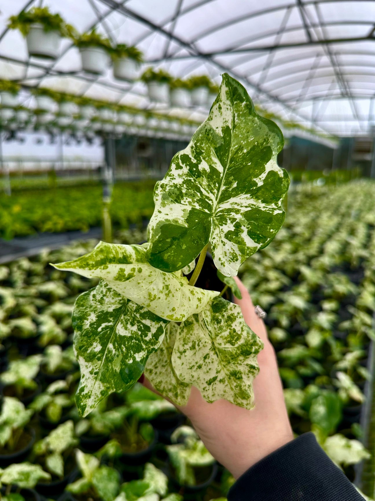 Alocasia Blizzard 4"