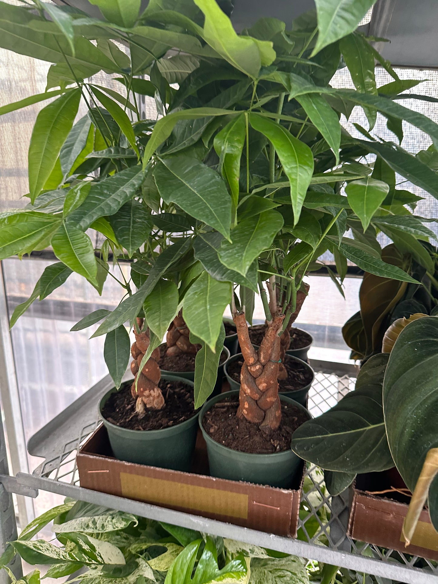 6” Money Tree Harley
