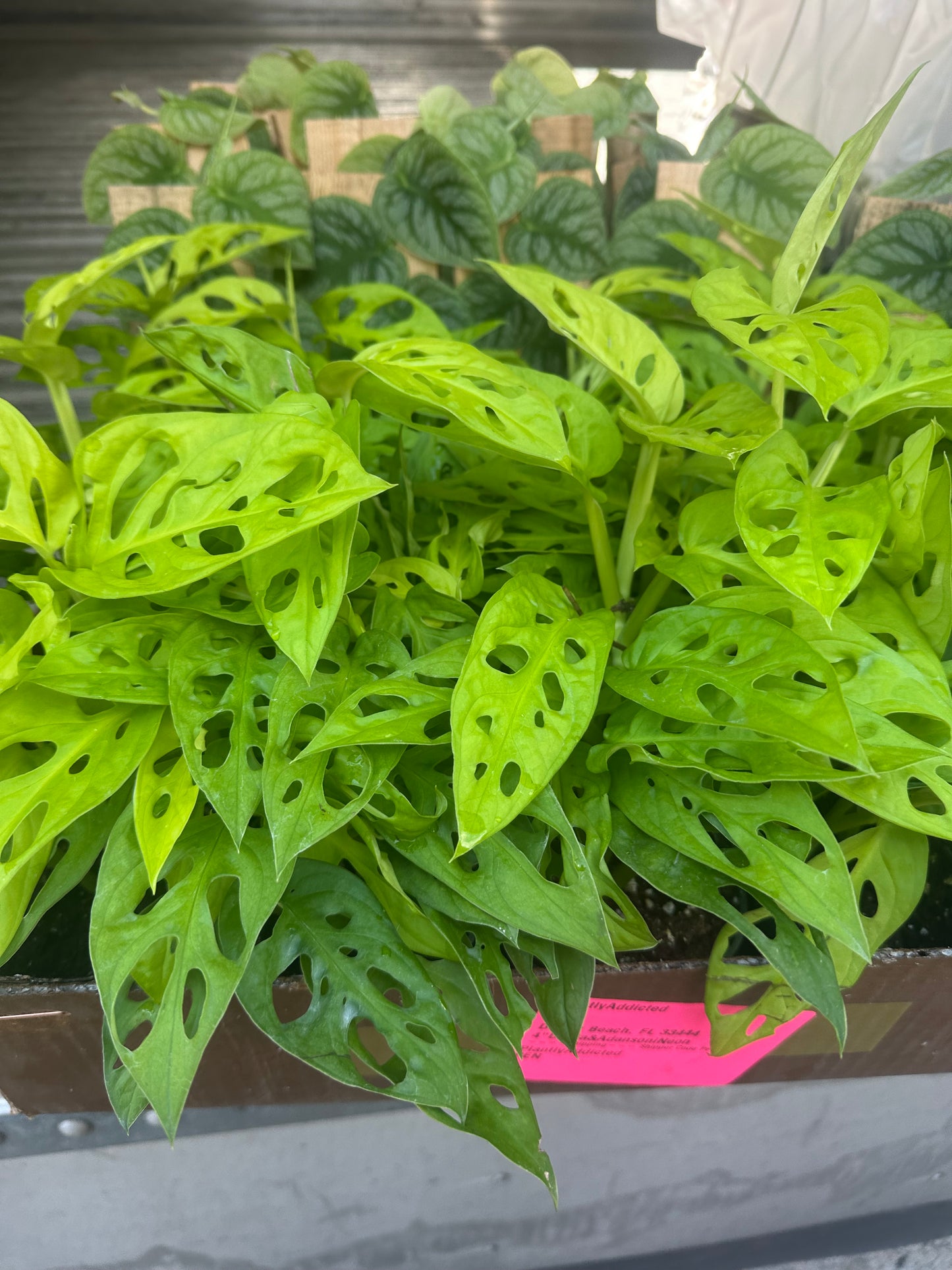 4” Neon adansonii, rare plant, foliage