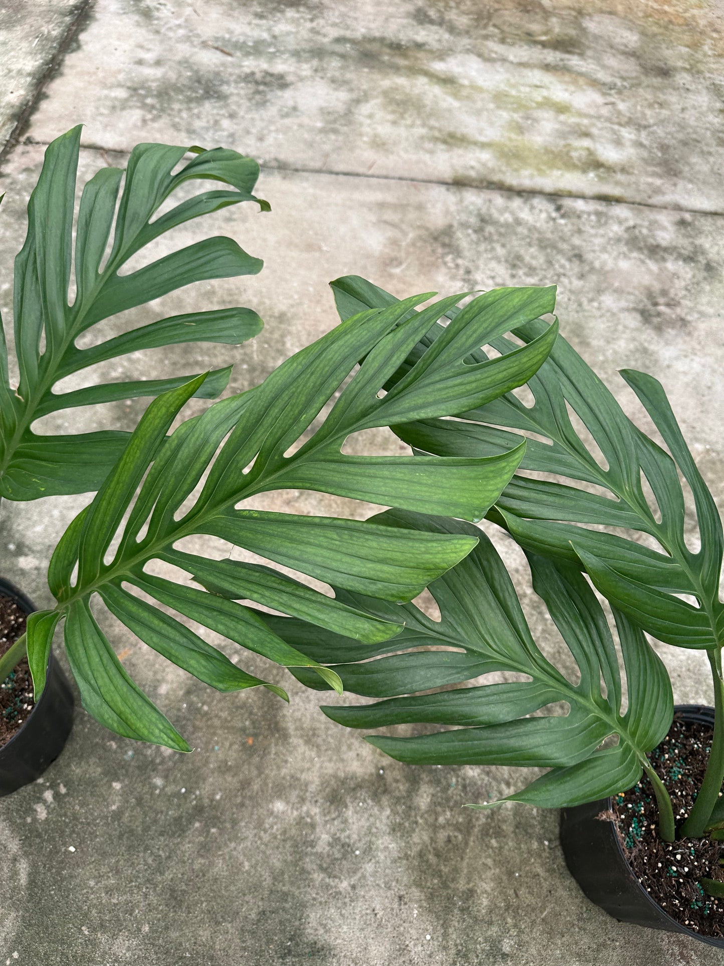 10” Monstera Pinnatum fen