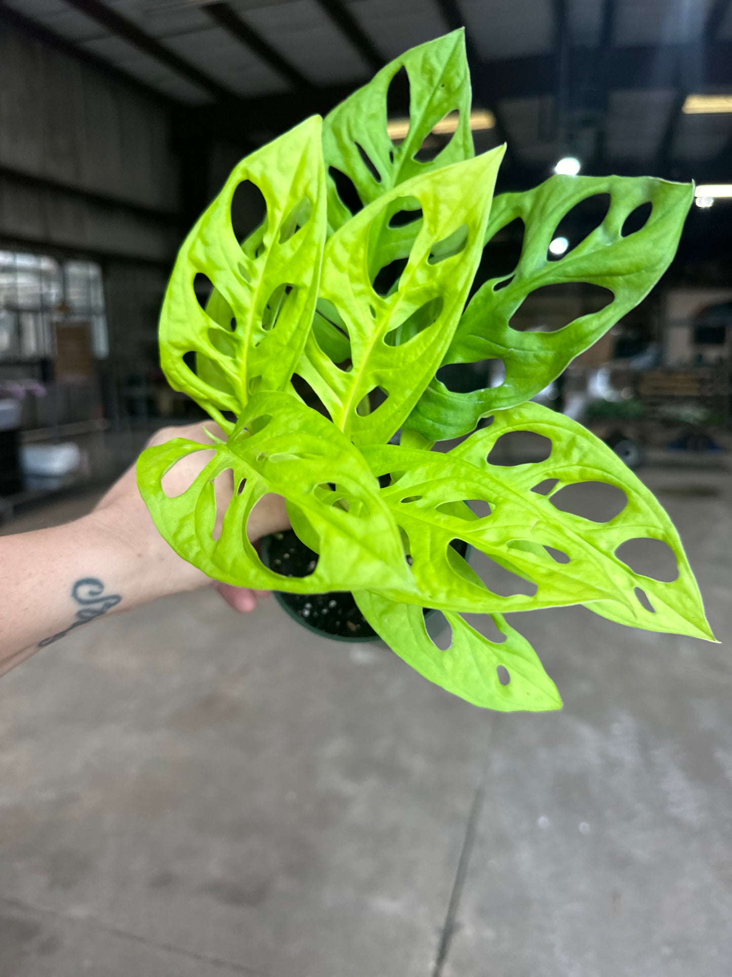 4” Rare Neon Swiss Adanonsaii, live plant