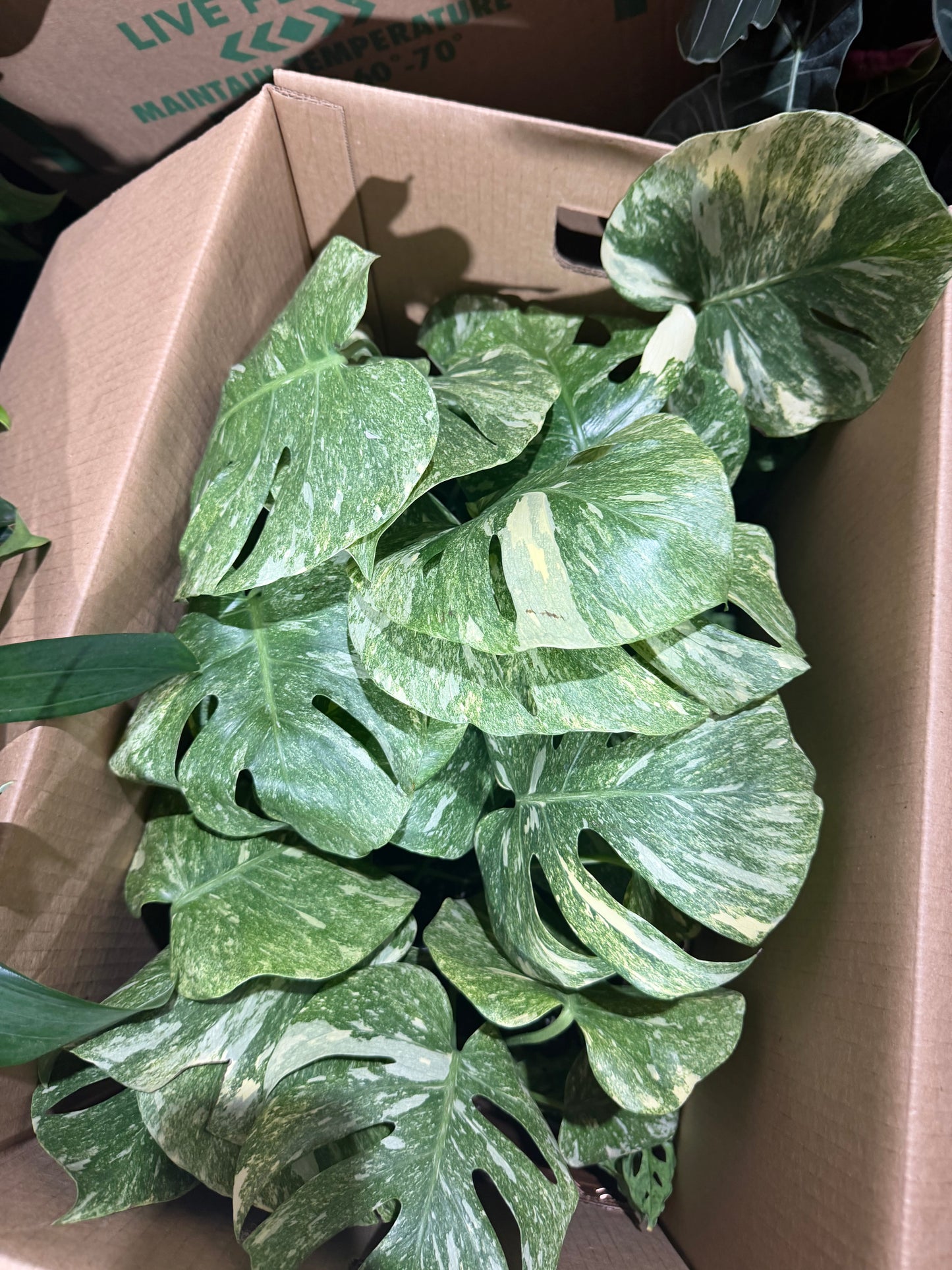 Monstera Legacy 4”