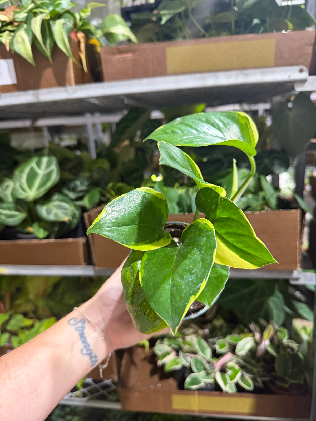 Pothos Manjula Poonsin 4”