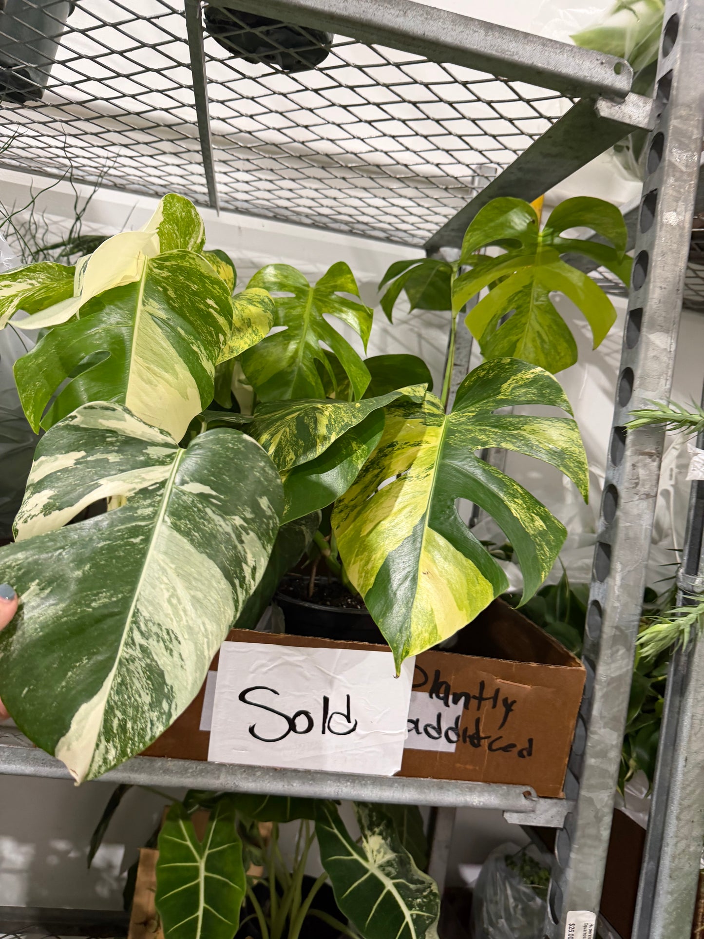 Monstera Auera 6”