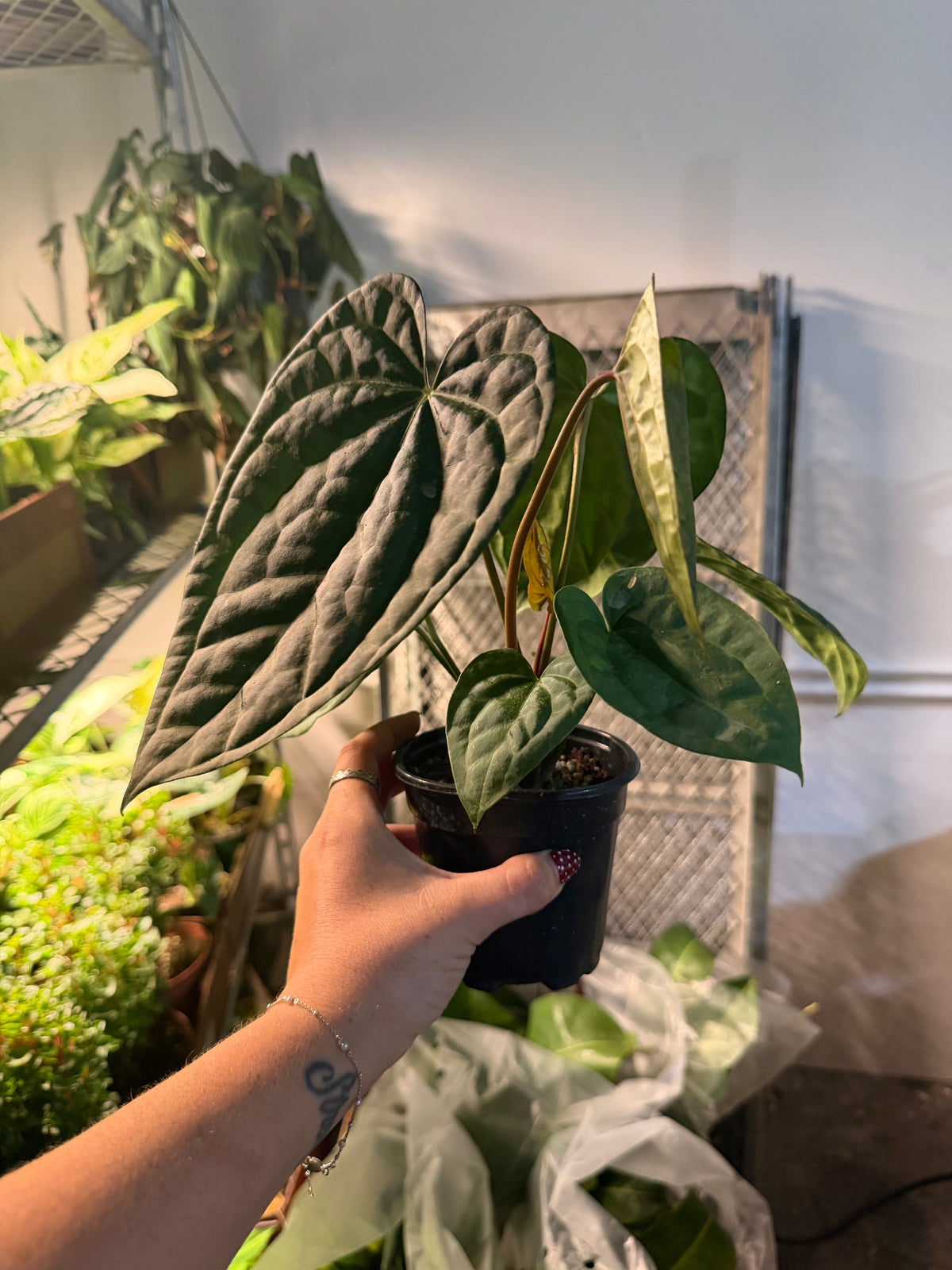 PURE Luxurians 4” anthurium