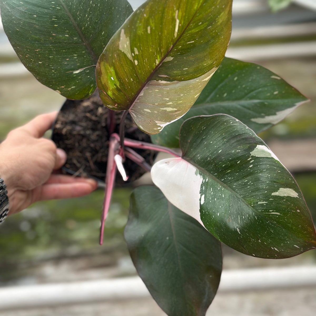 Philodendron Red Anderson 4”