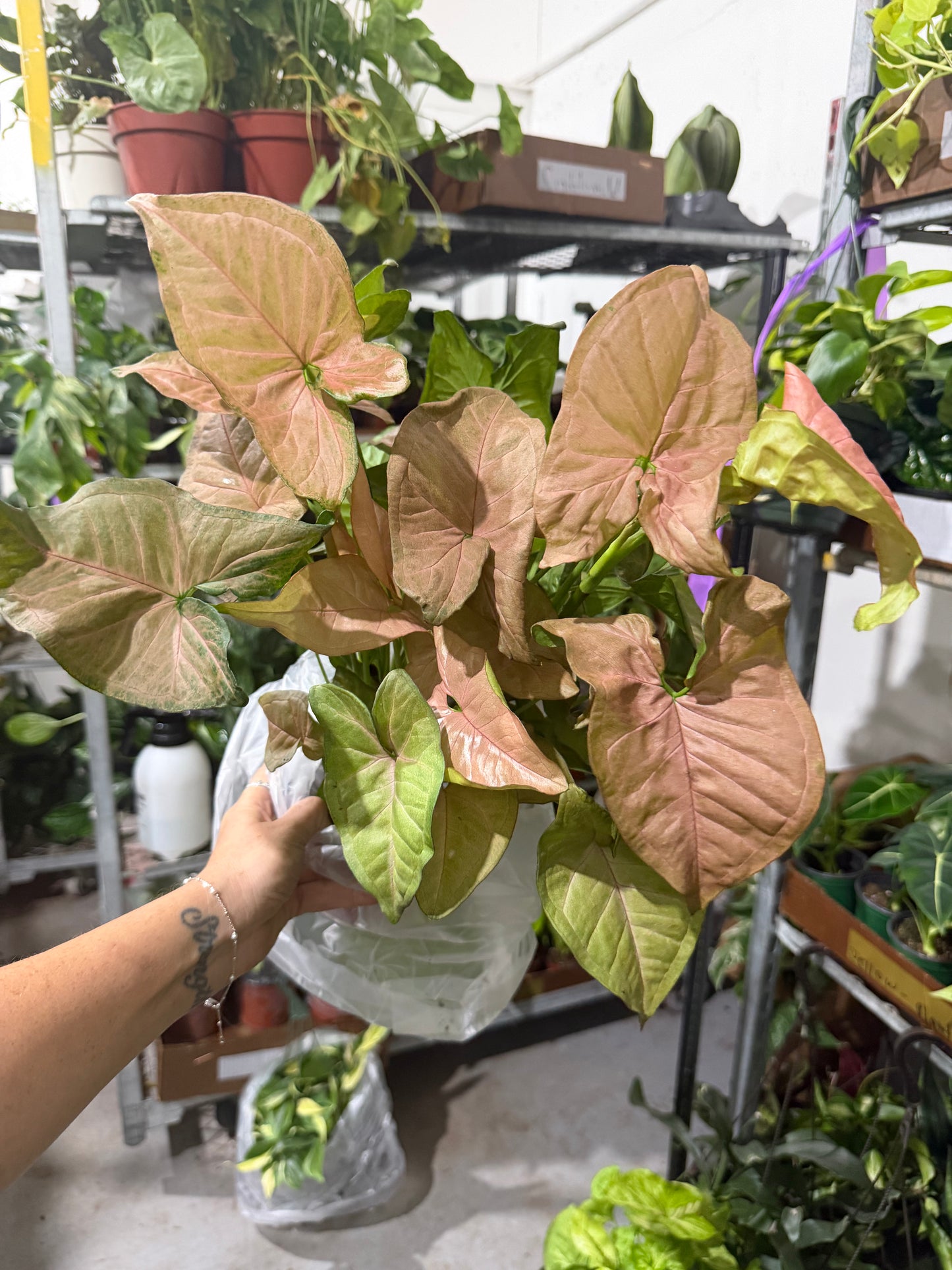 Syngonium Strawberry Cream 6”