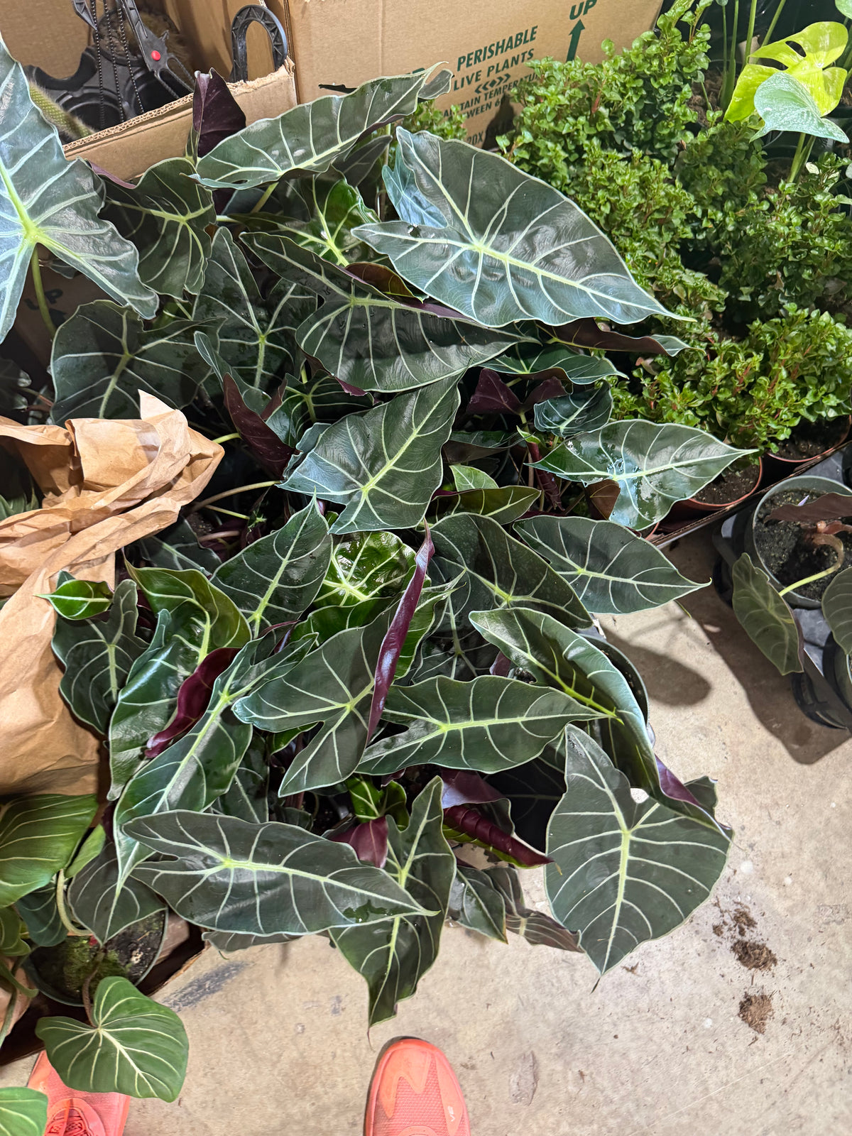 Alocasia Dragon Tooth 6"
