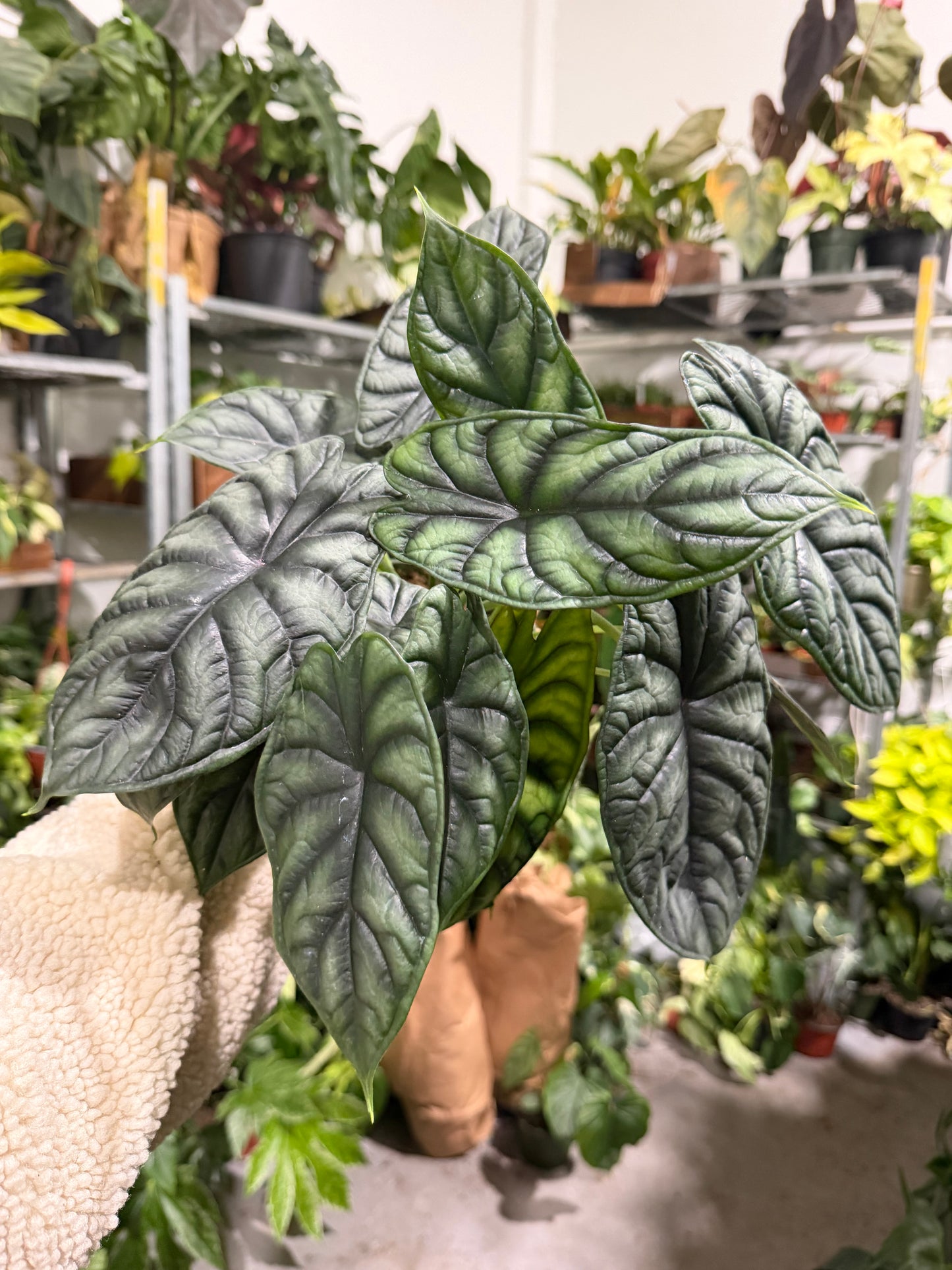 Alocasia Dragon Scale 6”