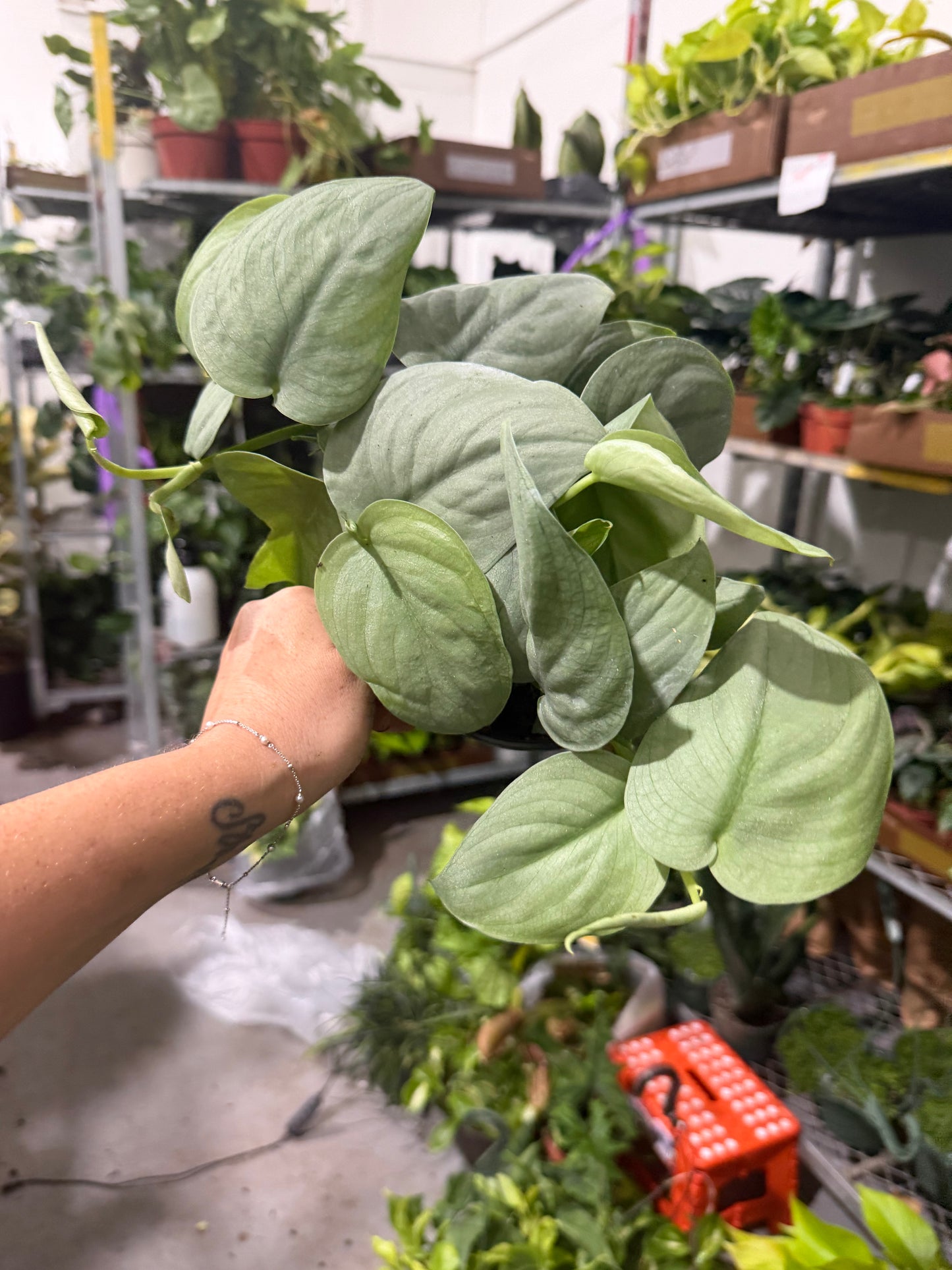 Scindapsus Platinum 6”