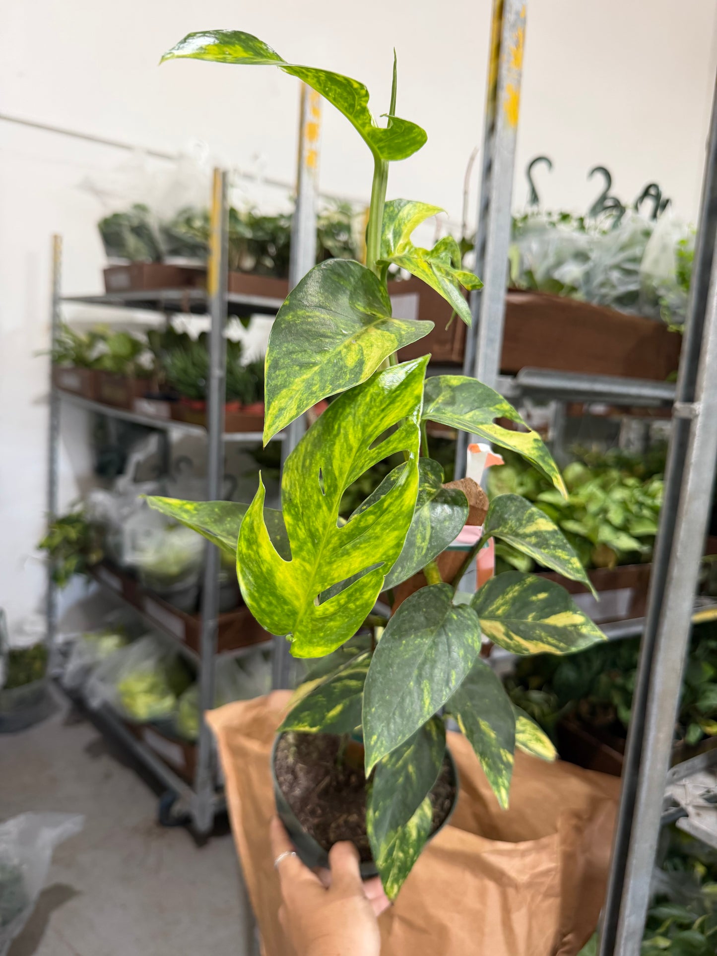 Epipremnum Yellow Flame Totem 6”