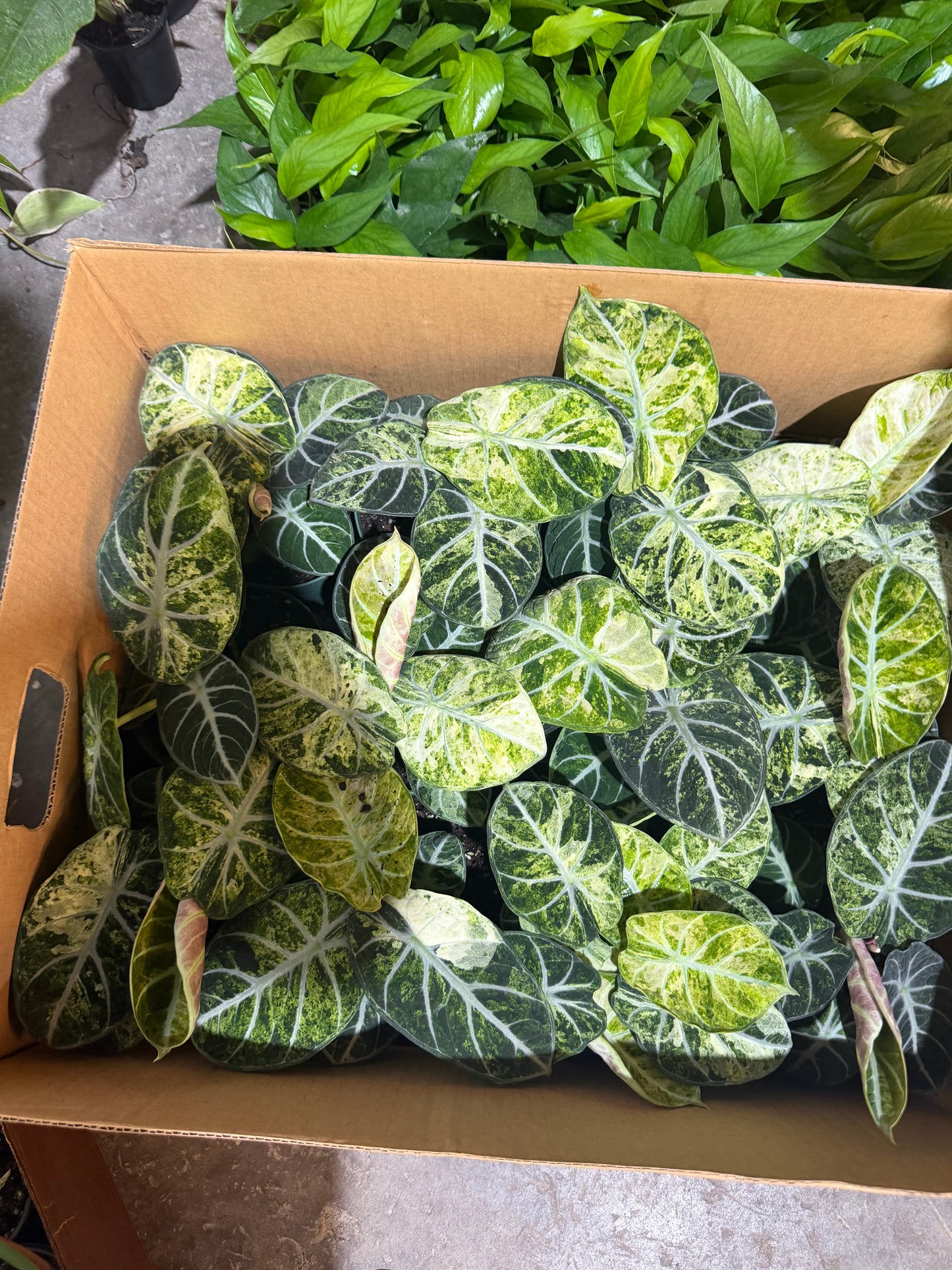 Alocasia Ninja Tricolor 4”