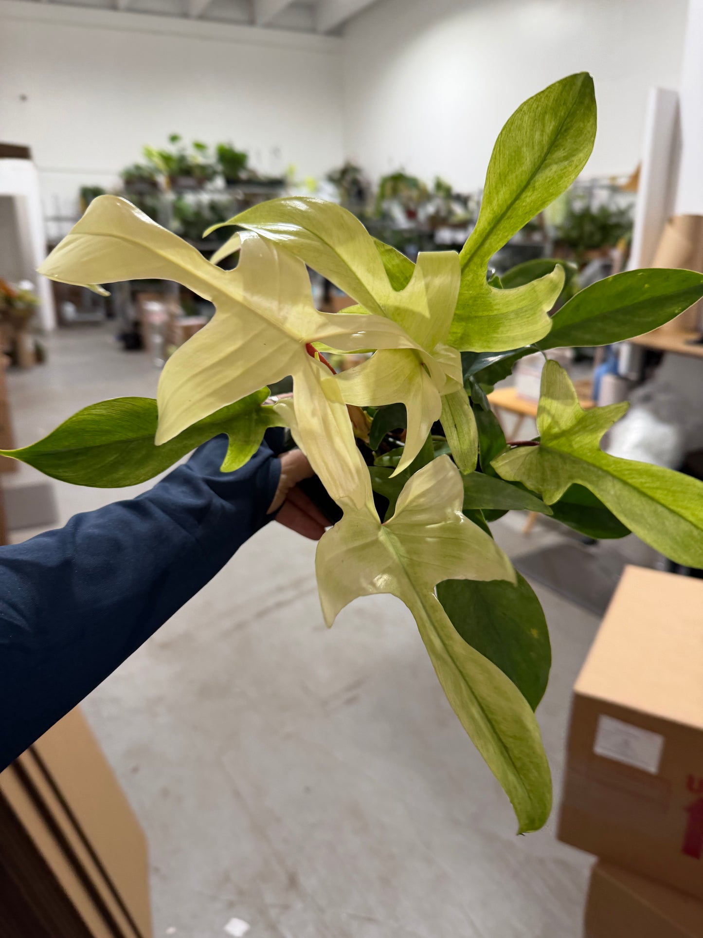 Philodendron Florida Ghost 6”