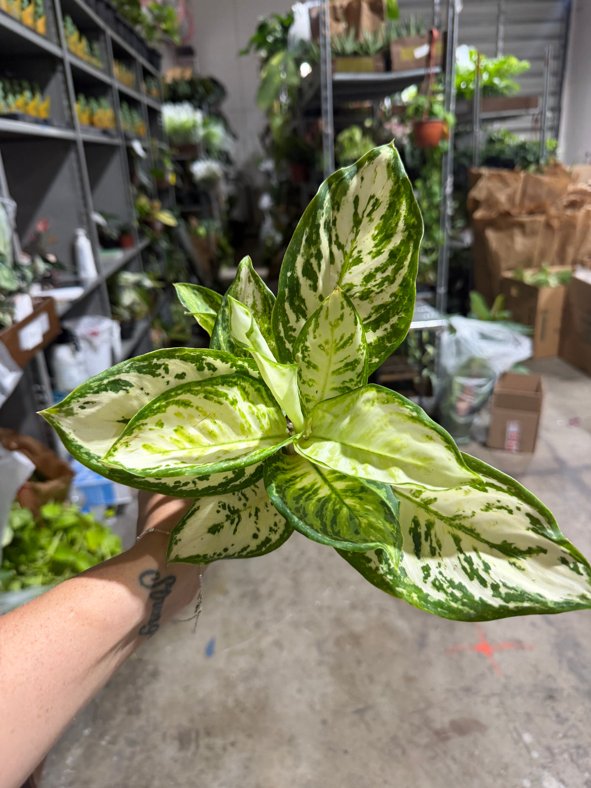 Algonema Platinum White 4”