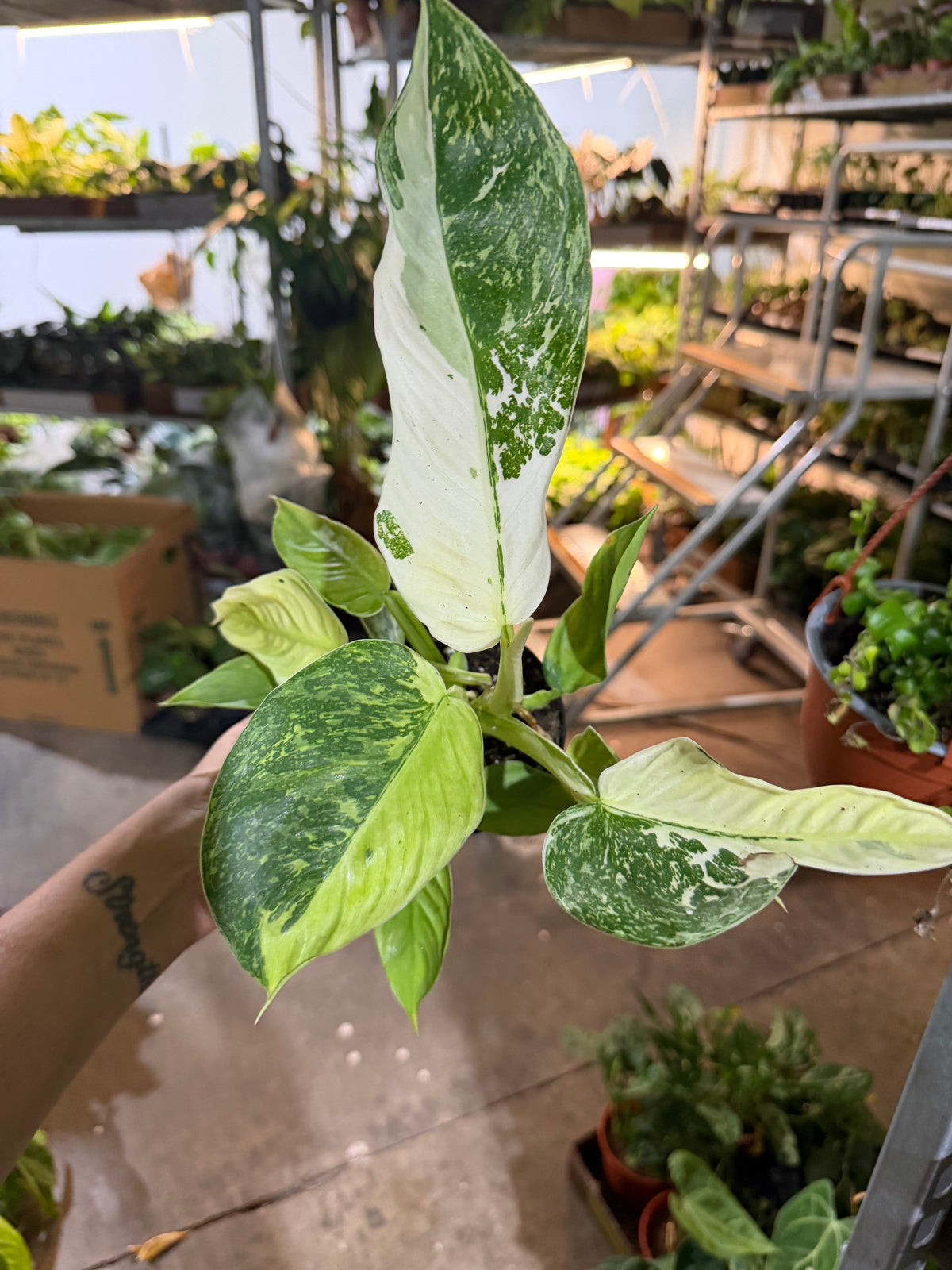 Philodendron Jose Bueno 4”