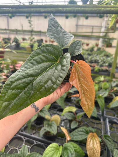 Anthurium radican x lux 4” - PlantlyAddicted