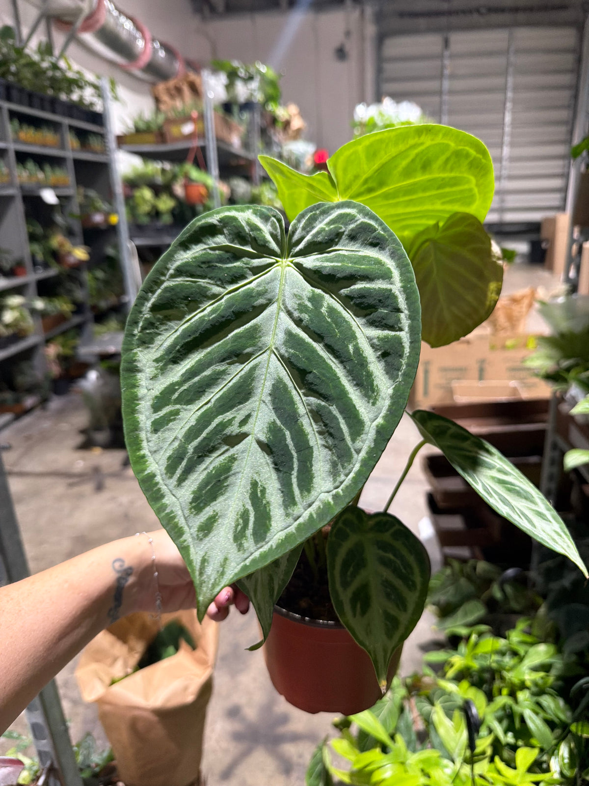 Anthurium Red Crystal Sliver Tiger 4”