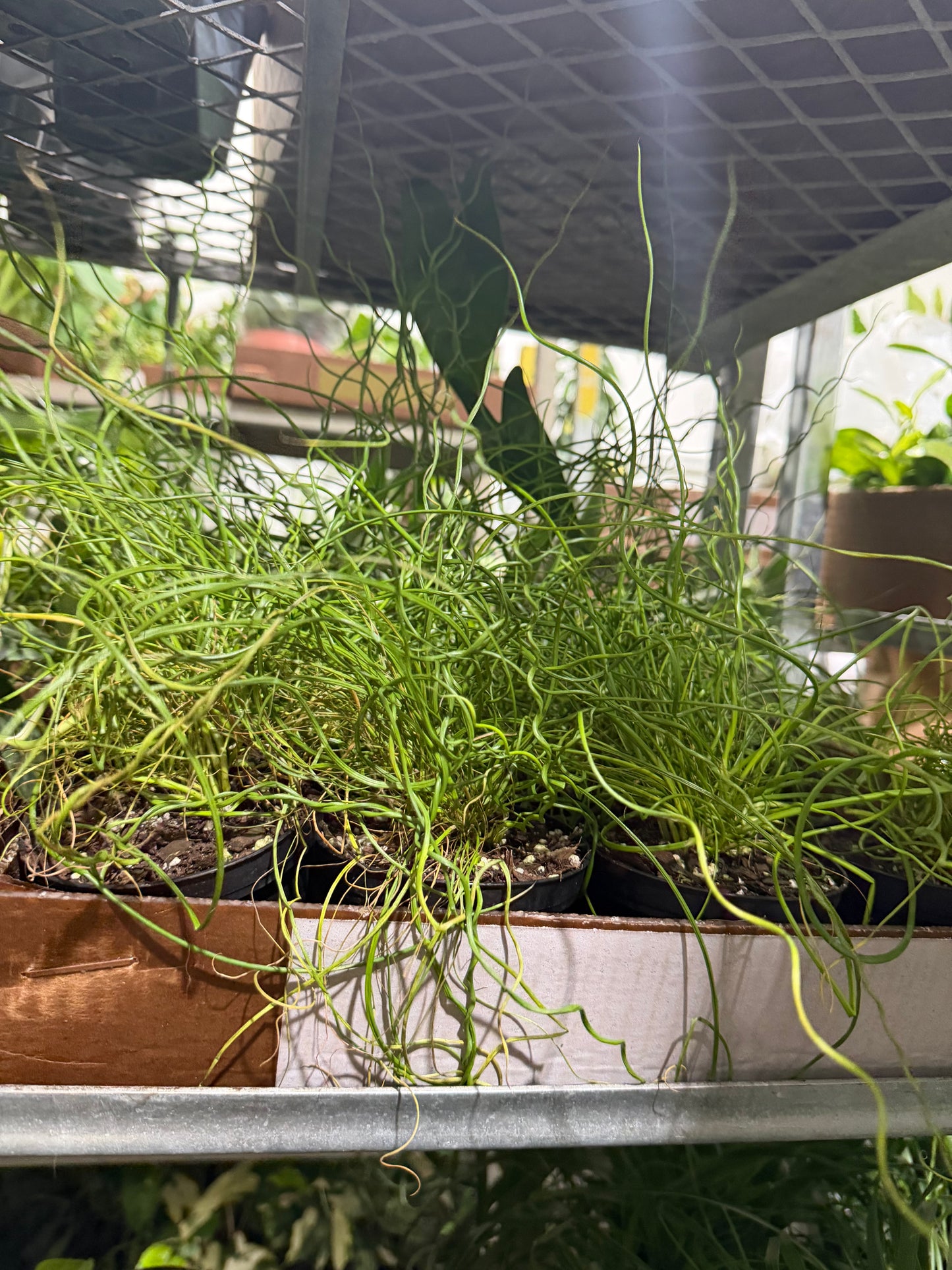 Juncus Spiralis 4”