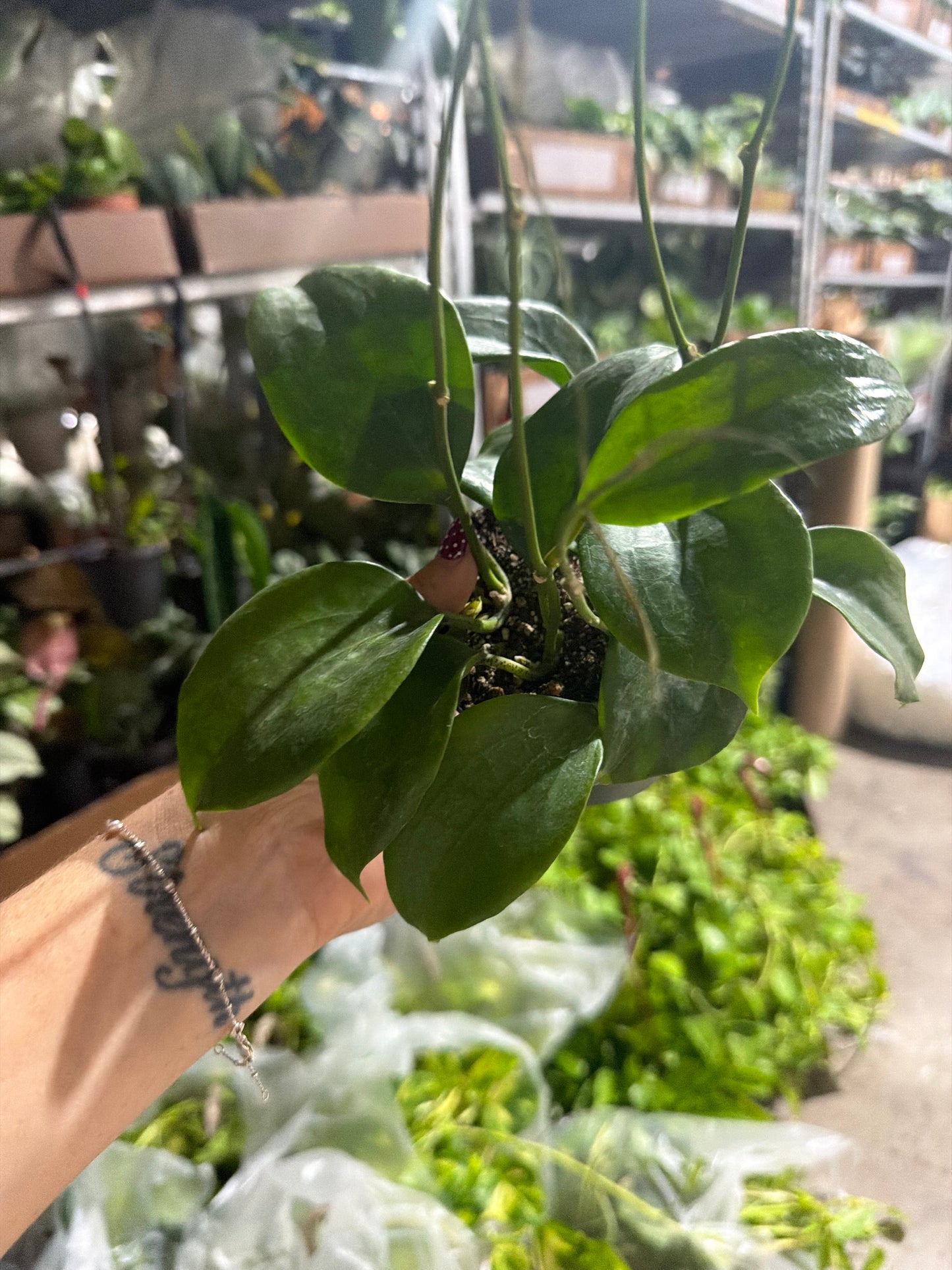 Hoya Quinquinervia 4”