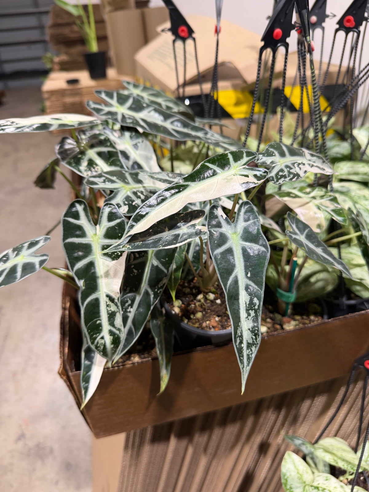 Alocasia Pink Bambino 4”