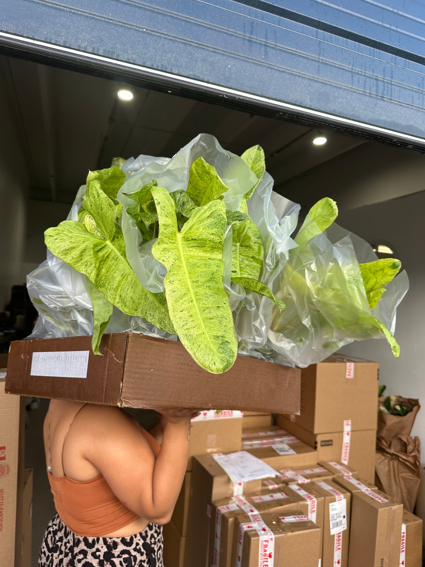 6” Pariso Verde Philodendron