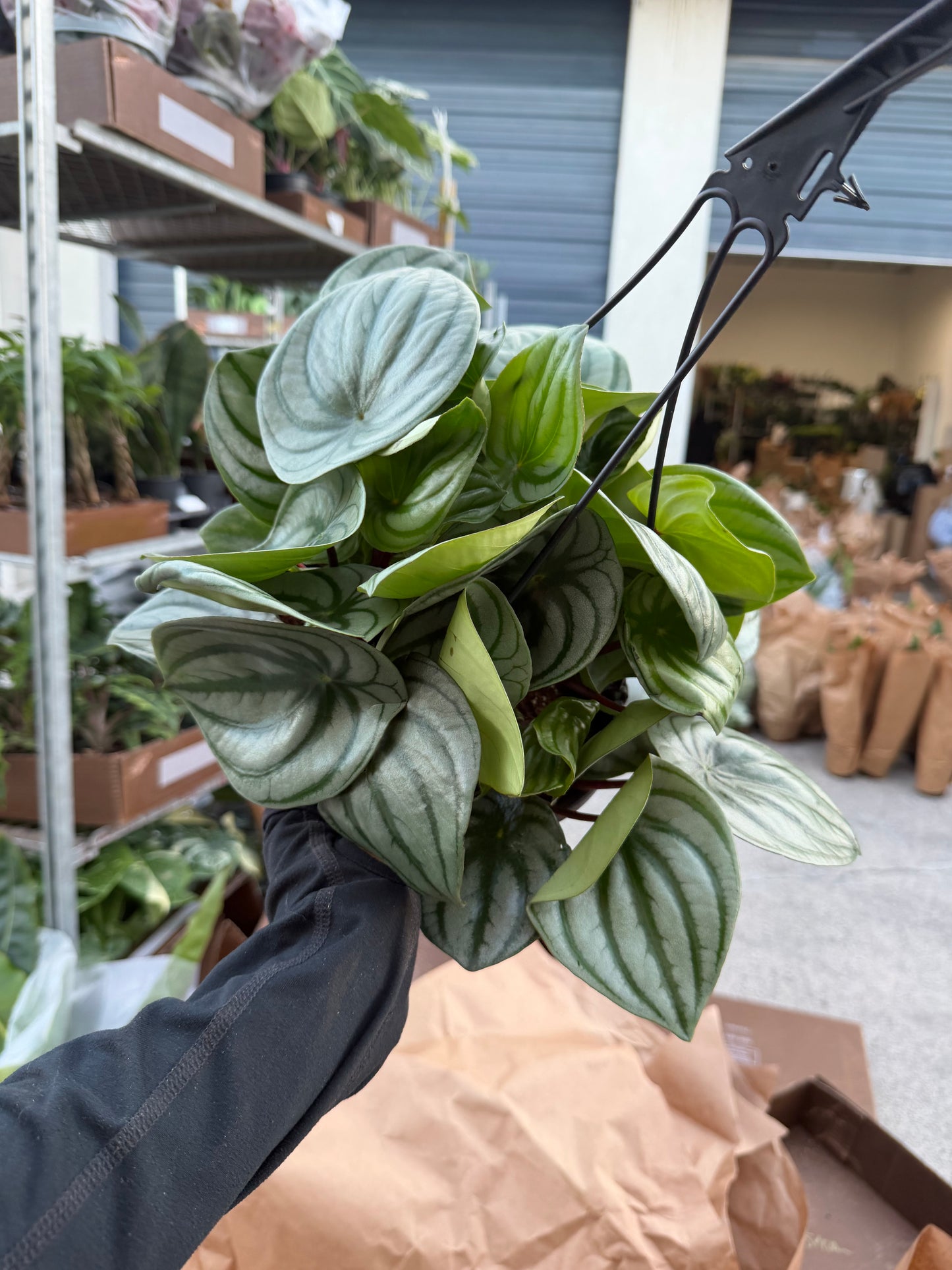 Peperomia Watermelon 8”