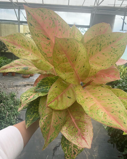 Bidadari Algonema 8” sold / begonia/ pink princess