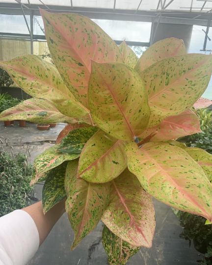 aglaonema bidadari Algonema Bidarbi 8”