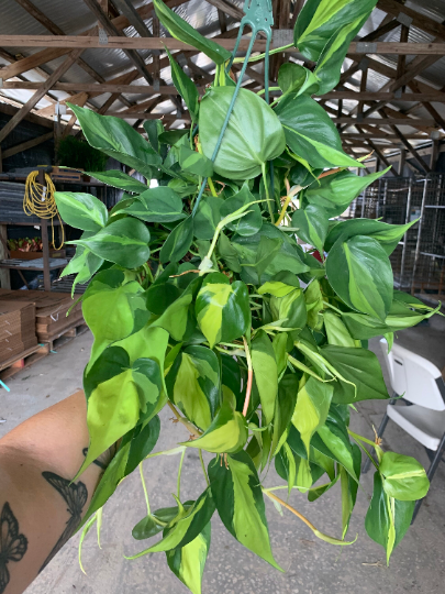 Philodendron Brasil Hanging Basket 8” - PlantlyAddicted