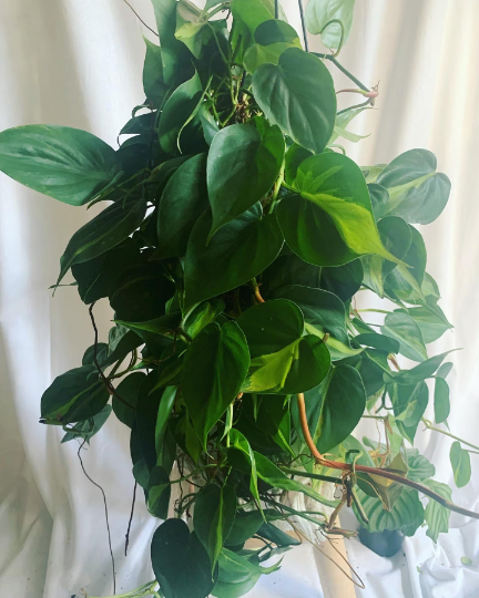 Philodendron Brasil Hanging Basket 8” - PlantlyAddicted