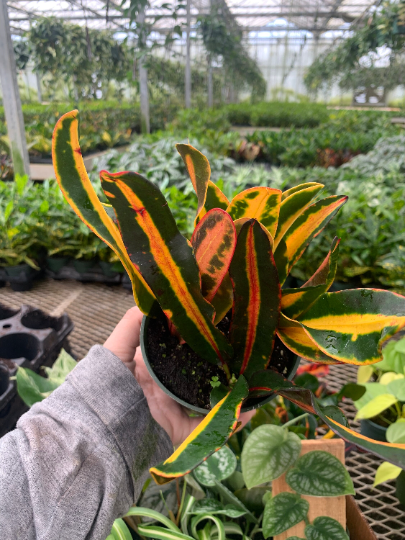 Croton 4” - PlantlyAddicted