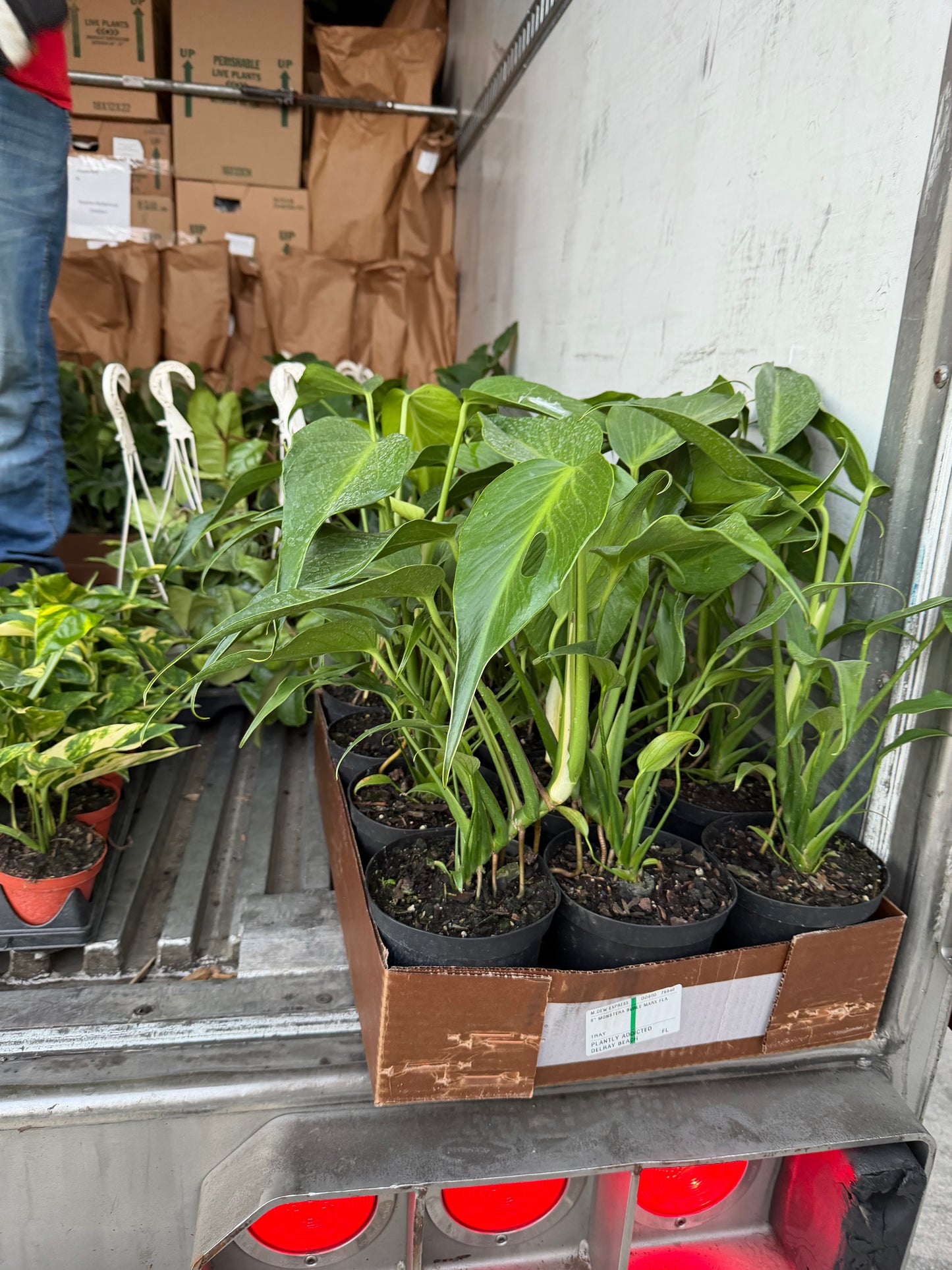 Monstera Burle Marx Flame 6”