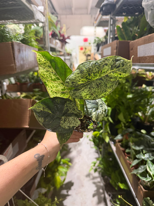 Alocasia Dragon Scale Mint 4”