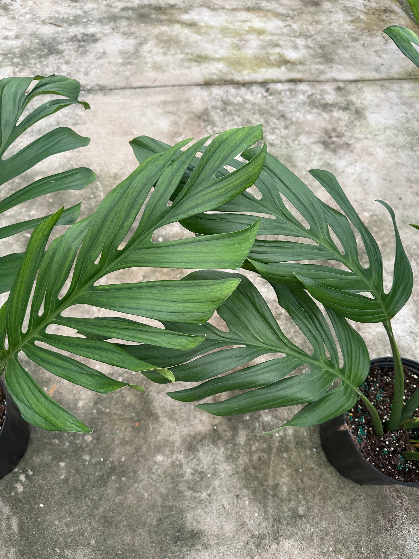 10” Monstera Pinnatum fen
