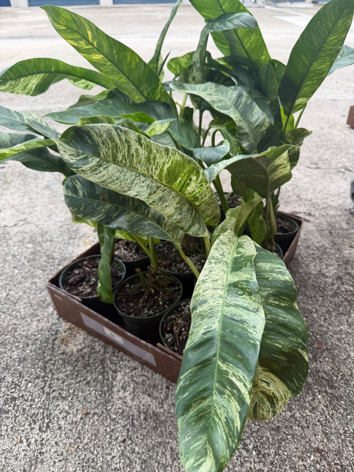 Epi Giganteum Marble 6”