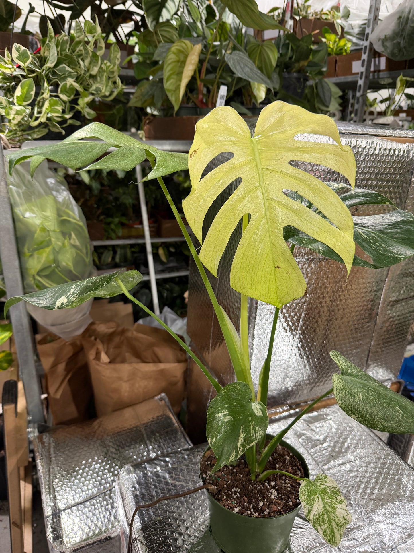 Monstera White Monster 6”