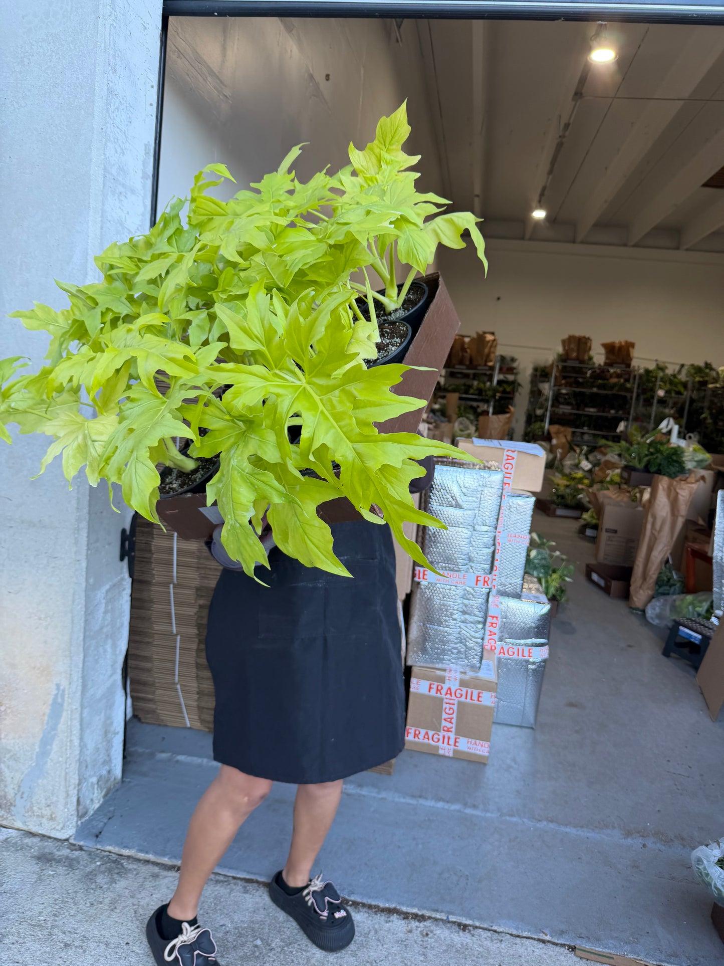 Philodendron Warscewiczii 6”
