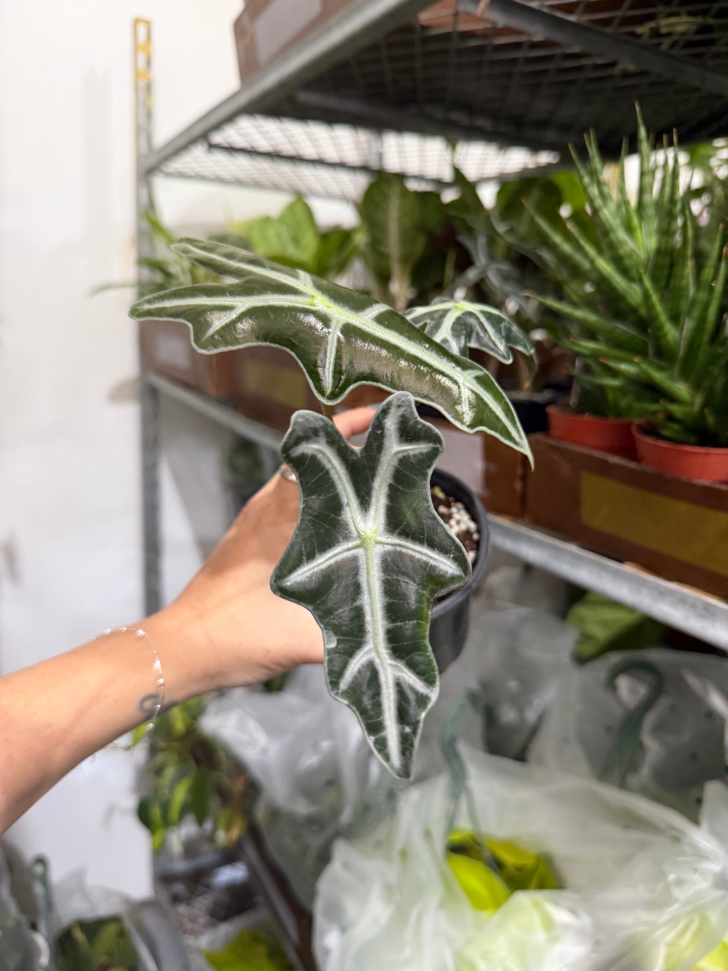 Alocasia Nobilis 4”
